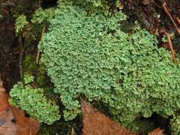 Image of cup lichen