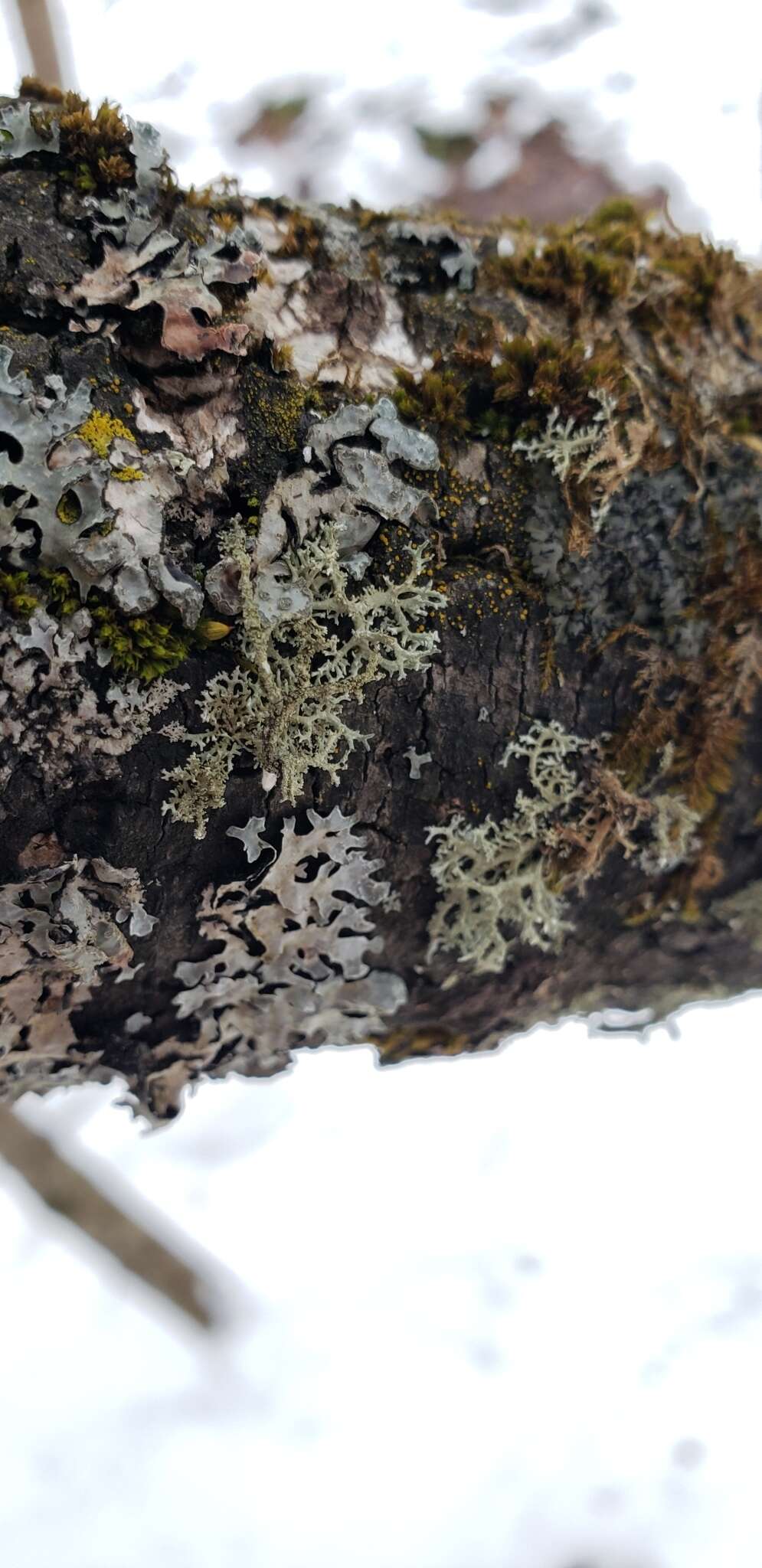 Image of Boreal oakmoss lichen