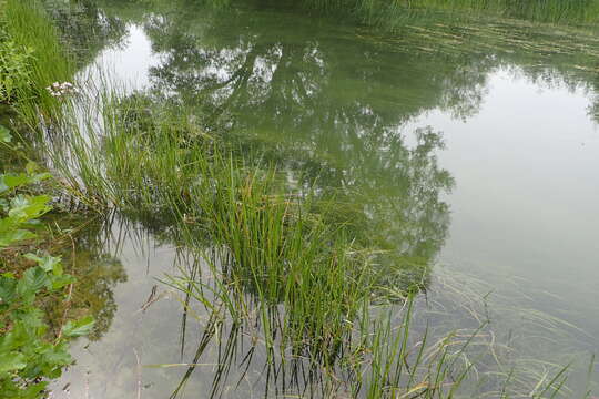 Image of flowering rush family