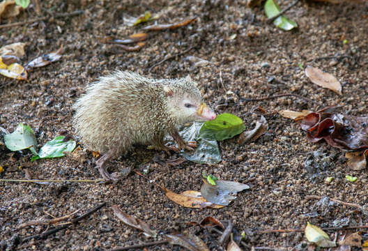 Image of Common Tenrec