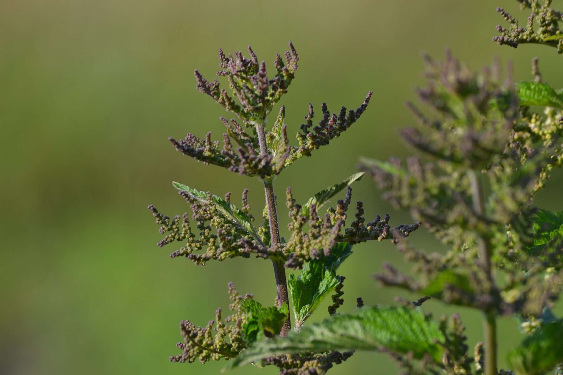 Image of Common Nettle