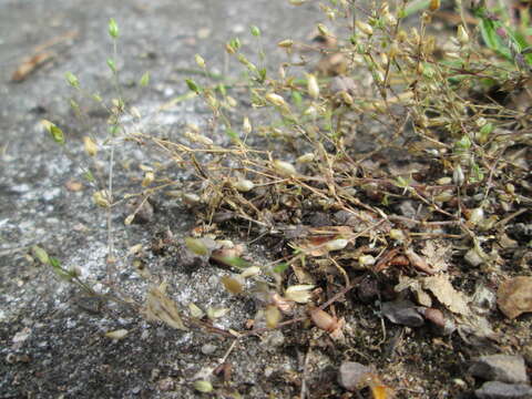 Image of Thyme-leaved Sandwort