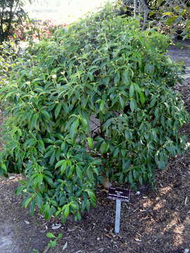 Image of Cornus capitata subsp. angustata (Chun) Q. Y. Xiang