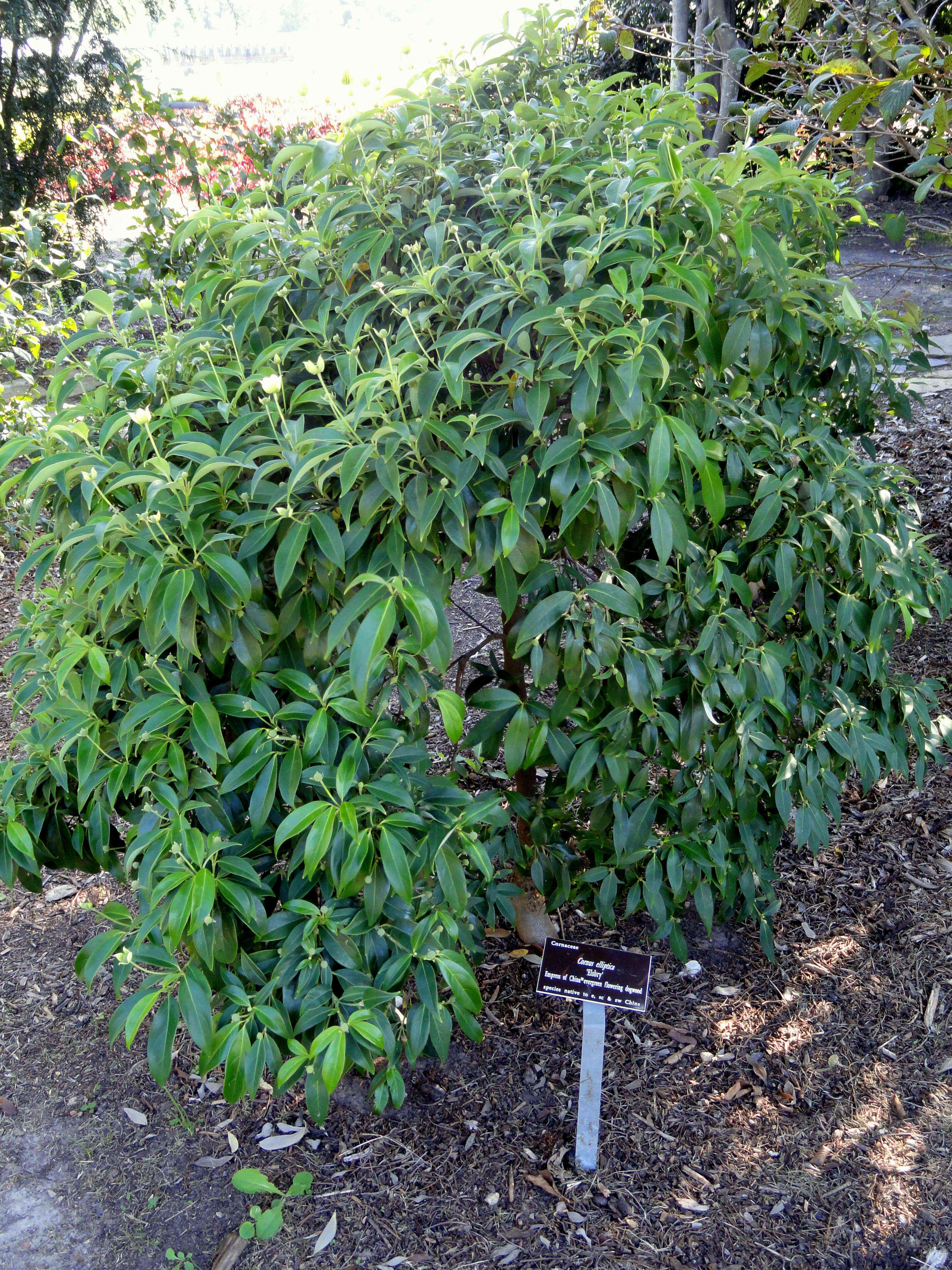 Image de Cornus capitata subsp. angustata (Chun) Q. Y. Xiang