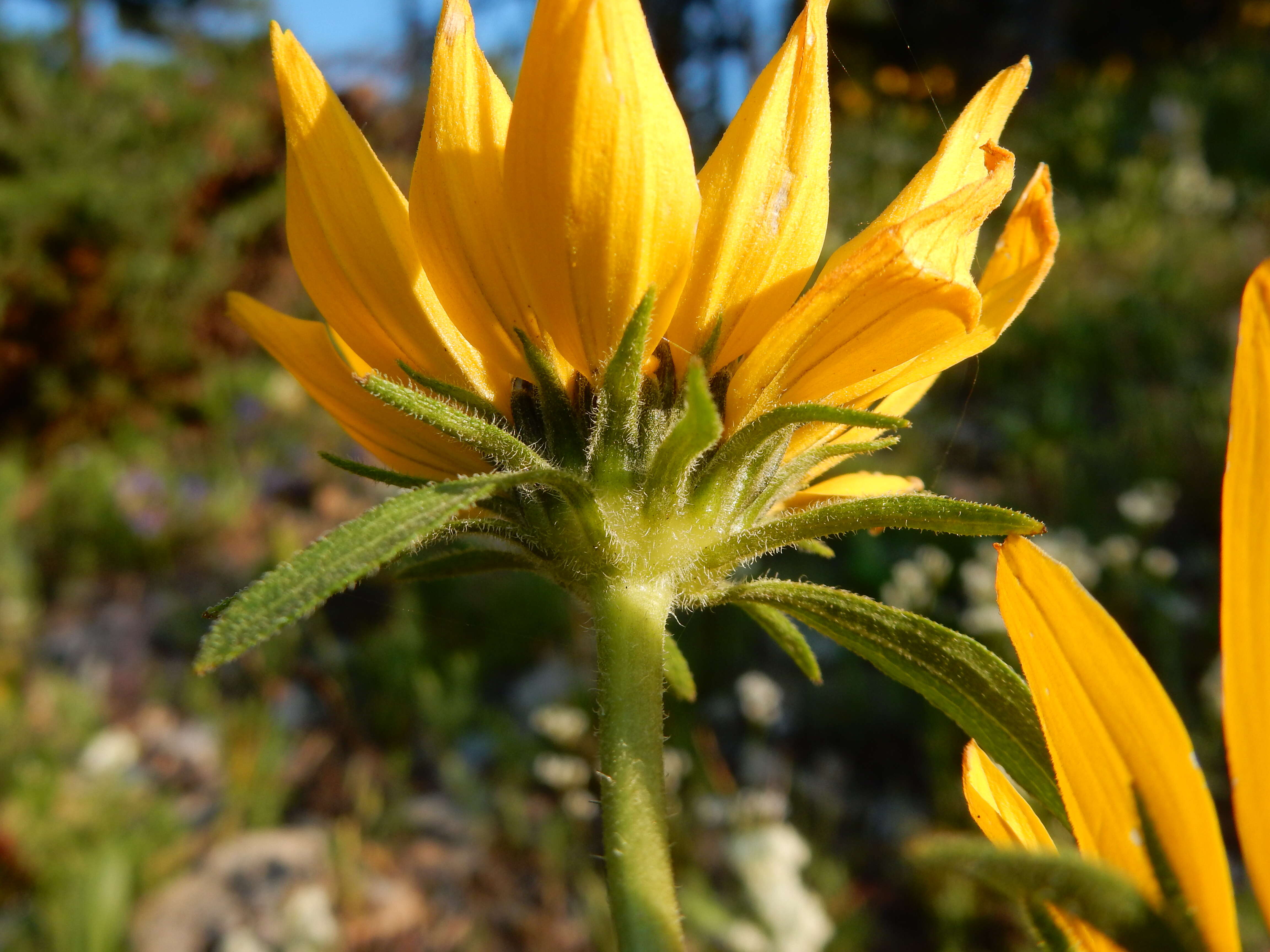 Image of oneflower helianthella