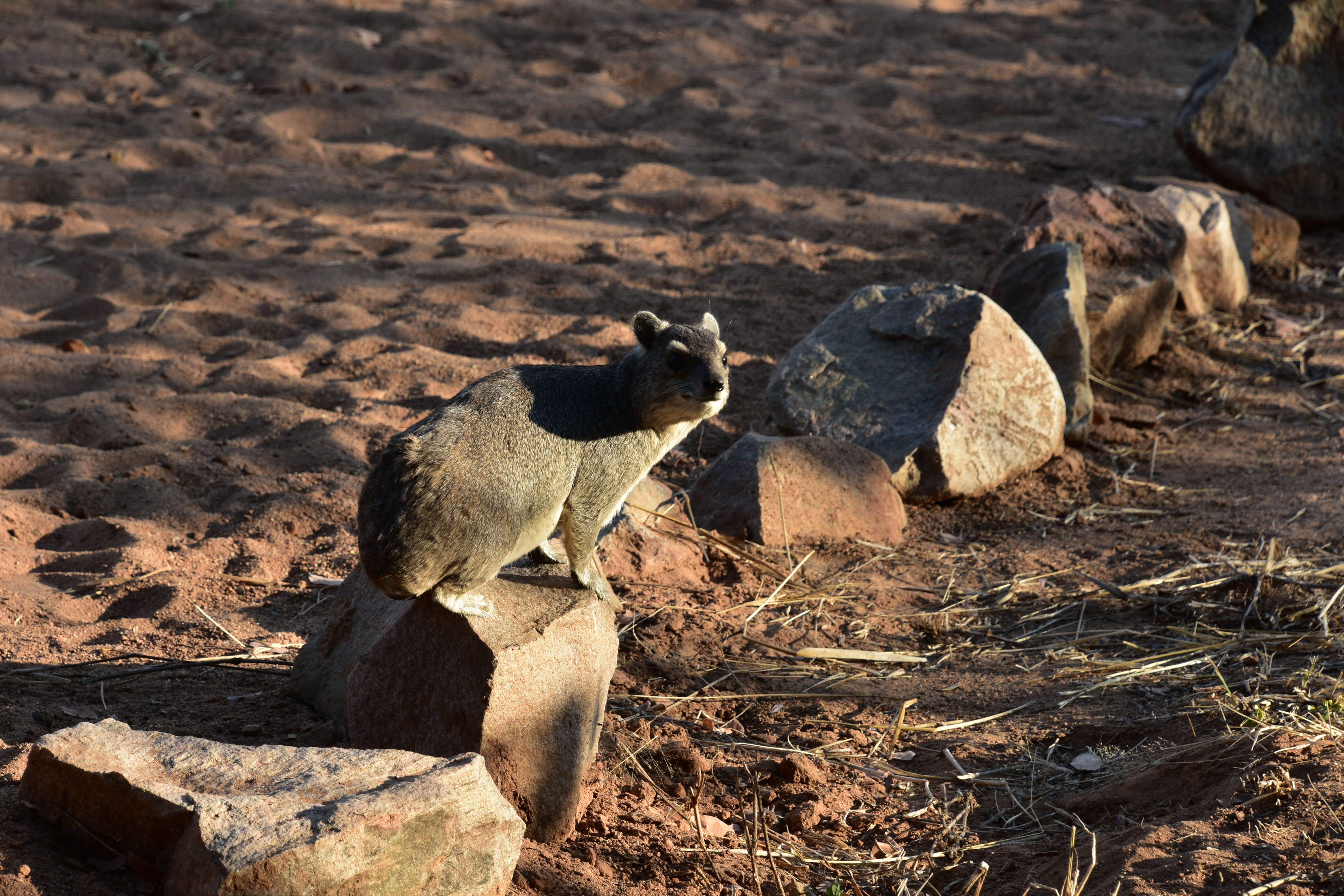 Image of Bush Hyrax