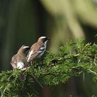 Image of sparrow-weaver