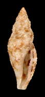 Image of Daphnella margaretae Lyons 1972