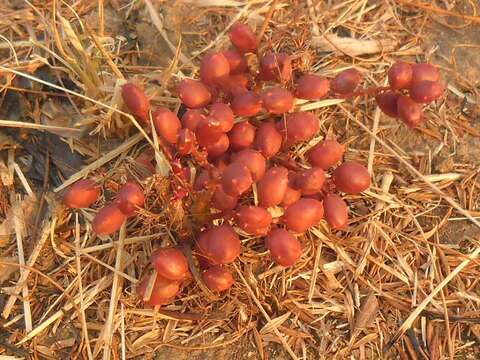 Image of Lannea edulis (Sond.) Engl.