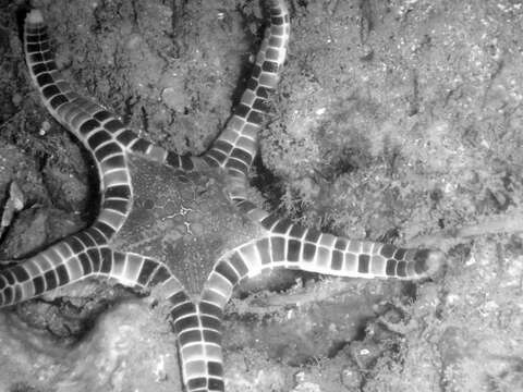 Image of Double Sea Star