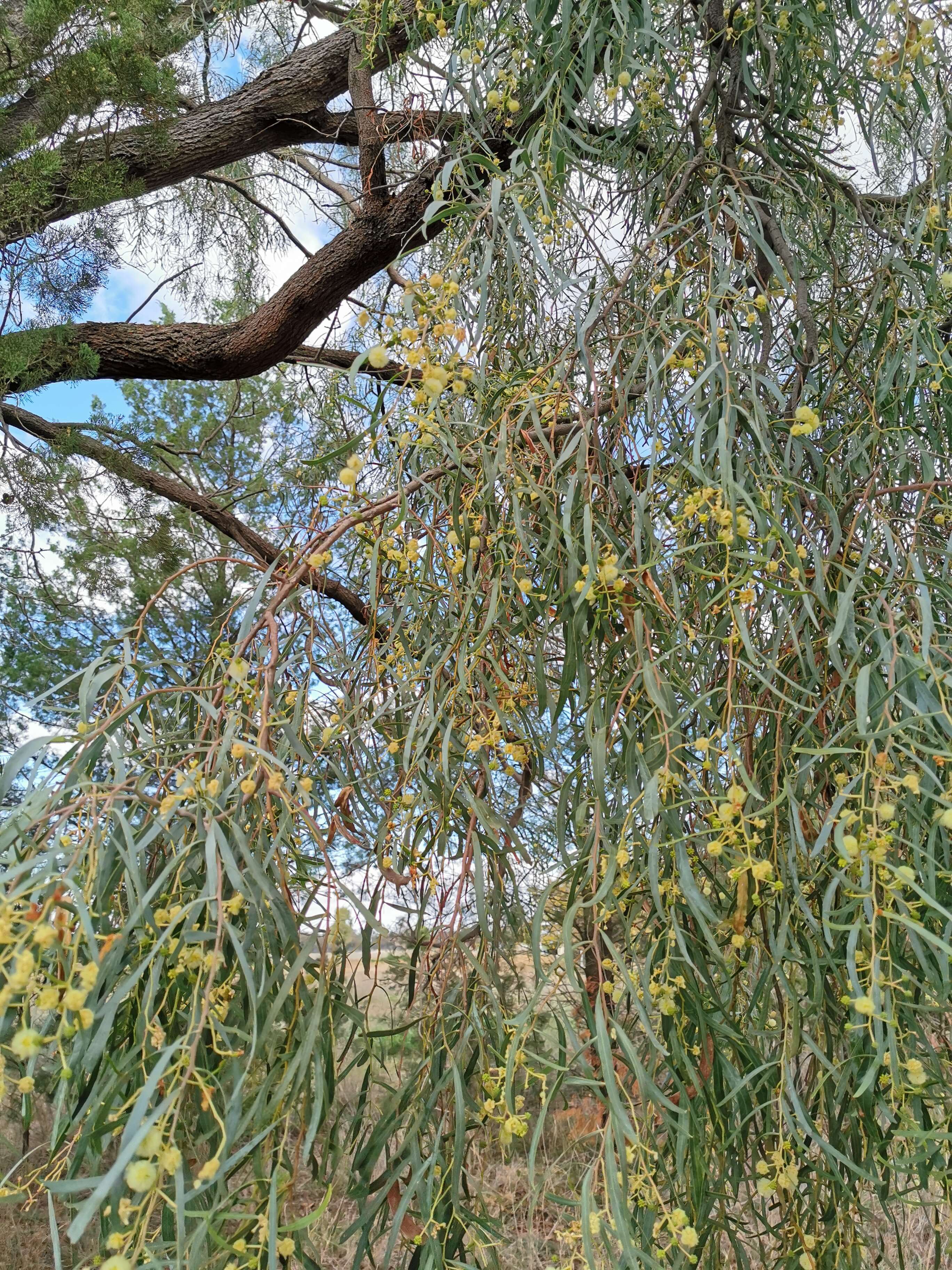 Acacia salicina Lindl. resmi