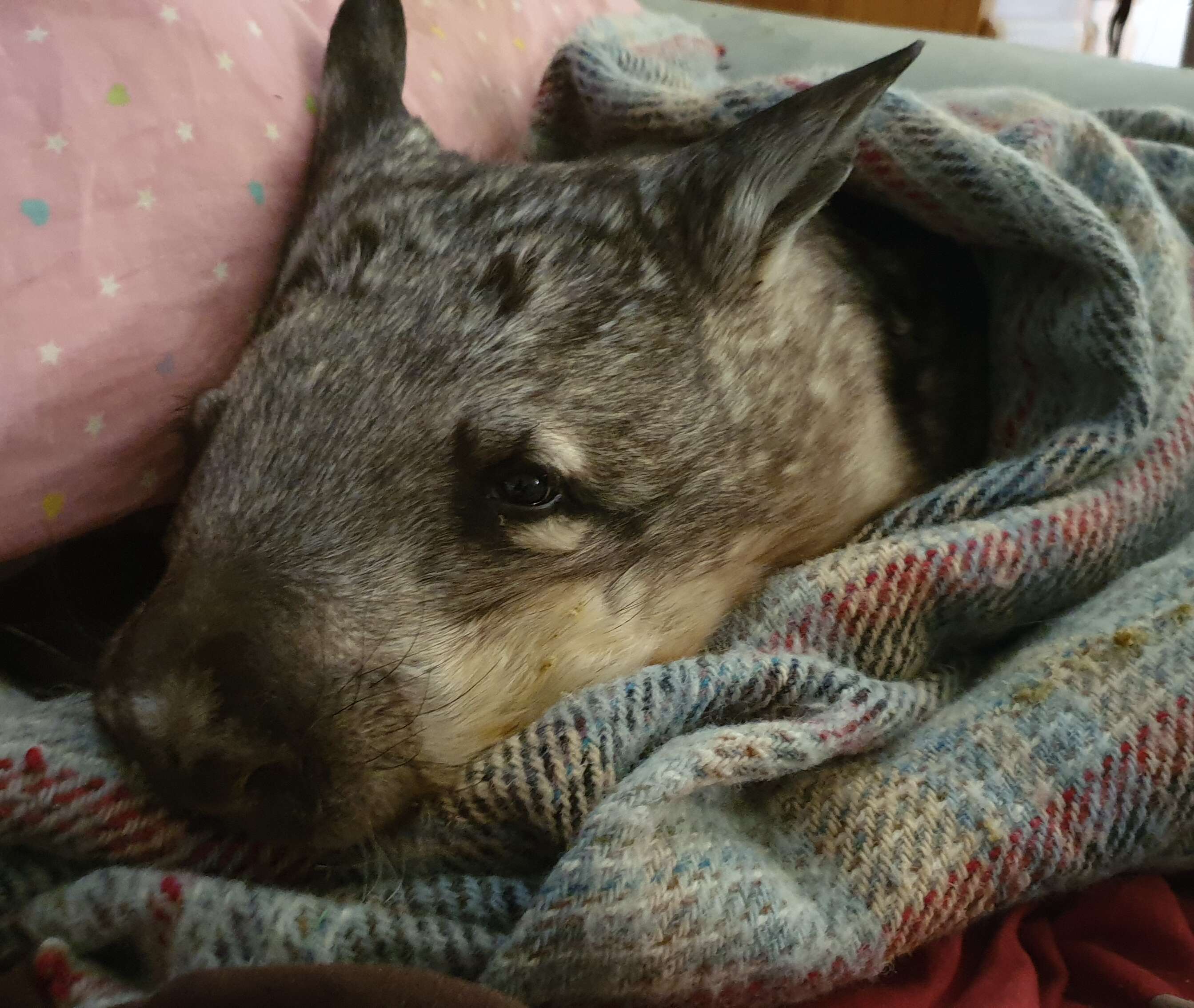 Image of wombats