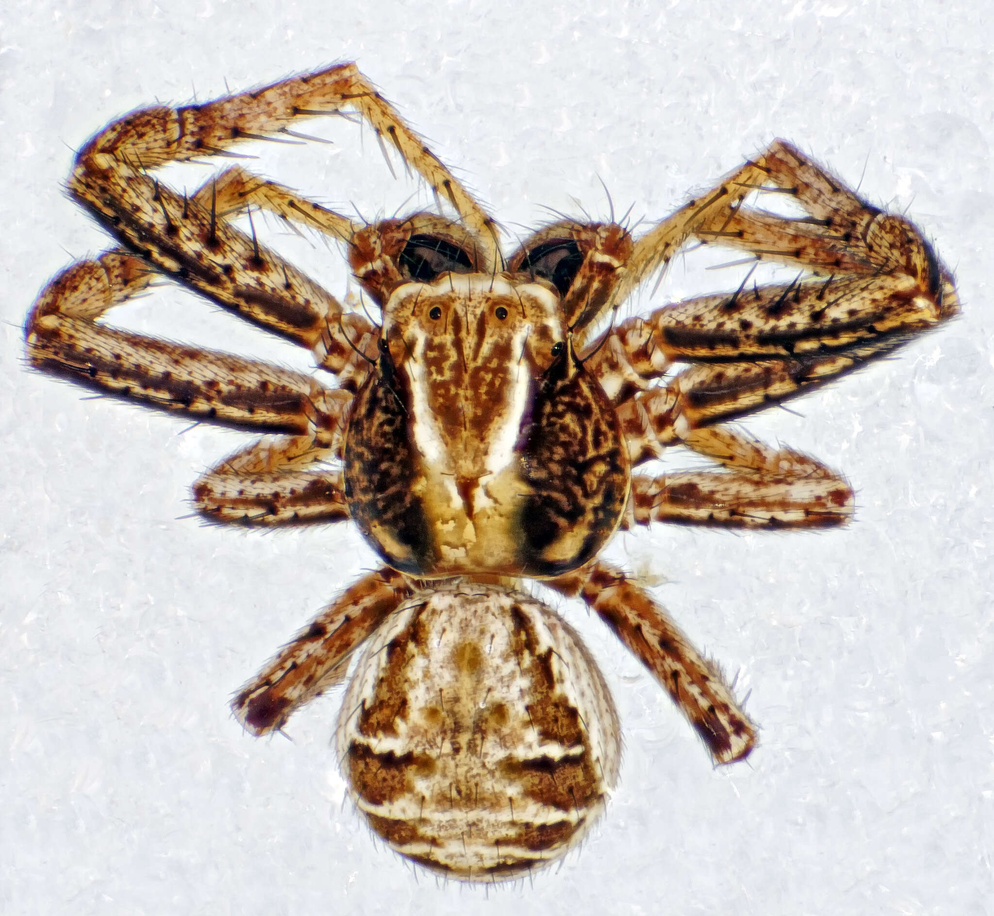 Image of common crab spider