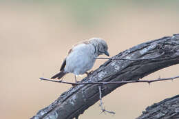 Image of Cape Sparrow