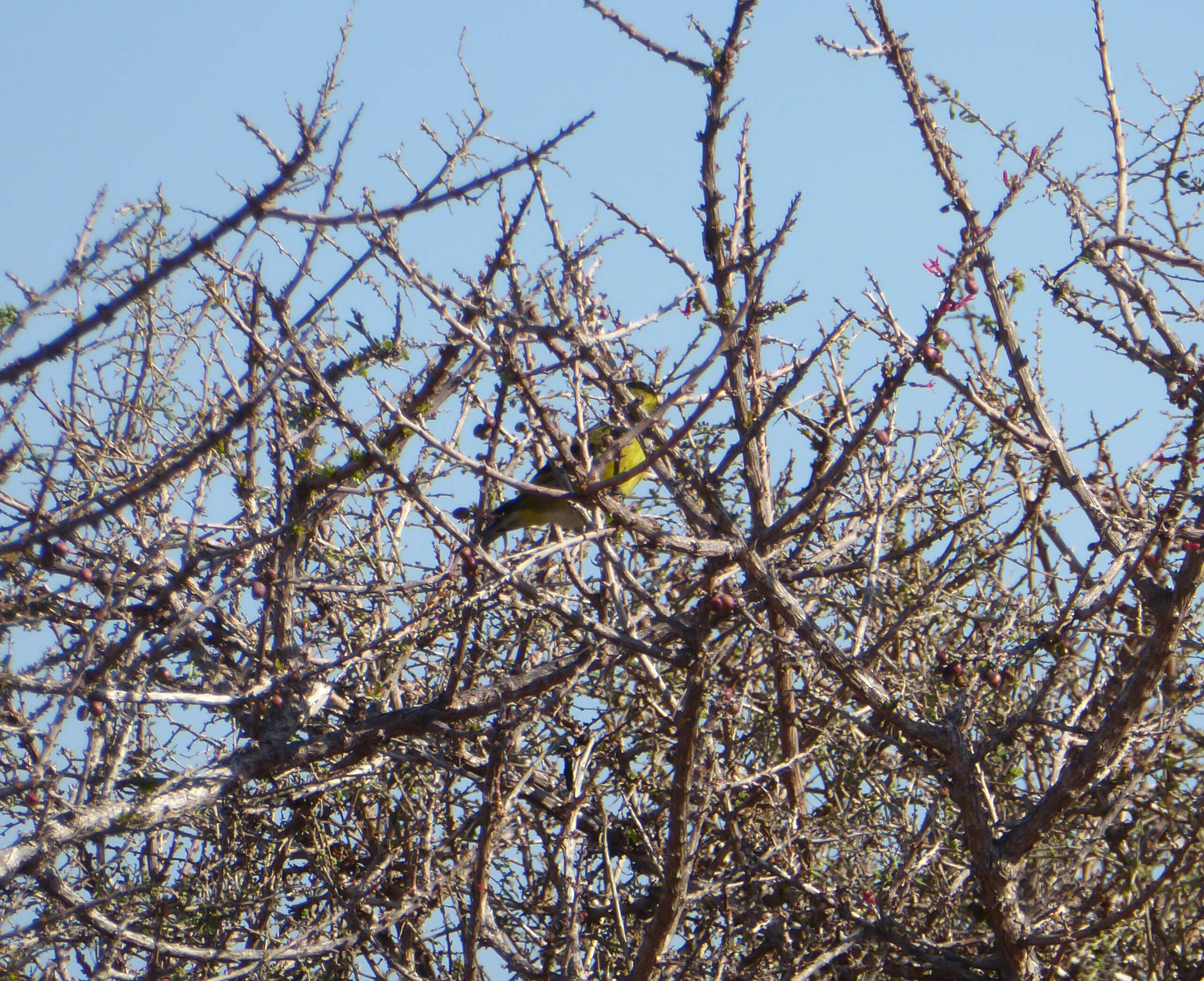 Image of Black-chinned Siskin