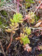 Image of White Stonecrop