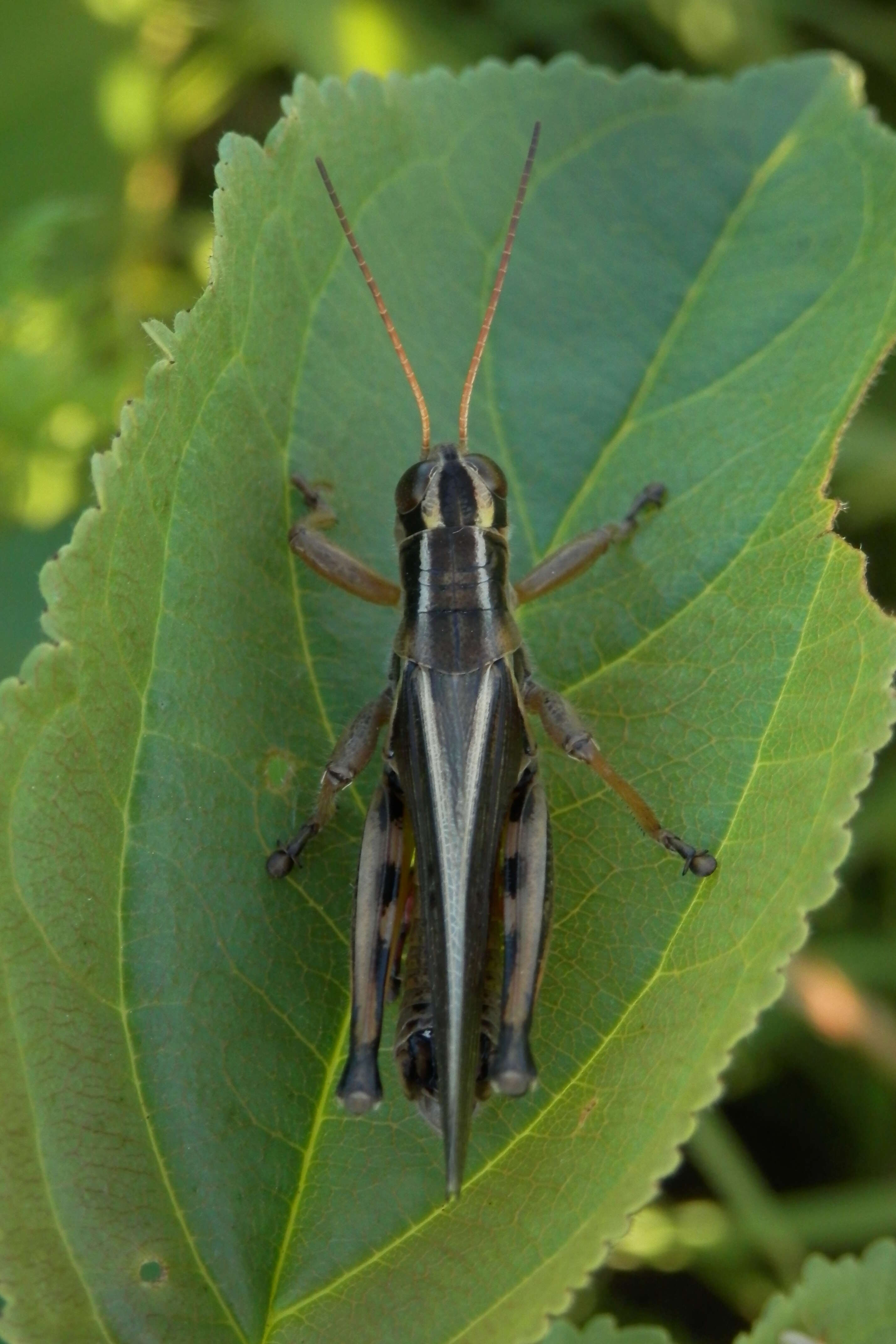 Melanoplus bivittatus (Say 1825)的圖片