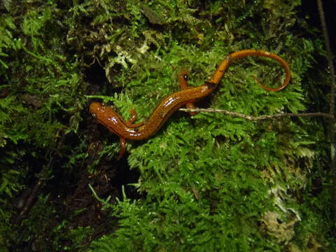 Image of Blue Ridge Two-Lined Salamander