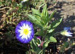 Image of Dwarf Morning Glory