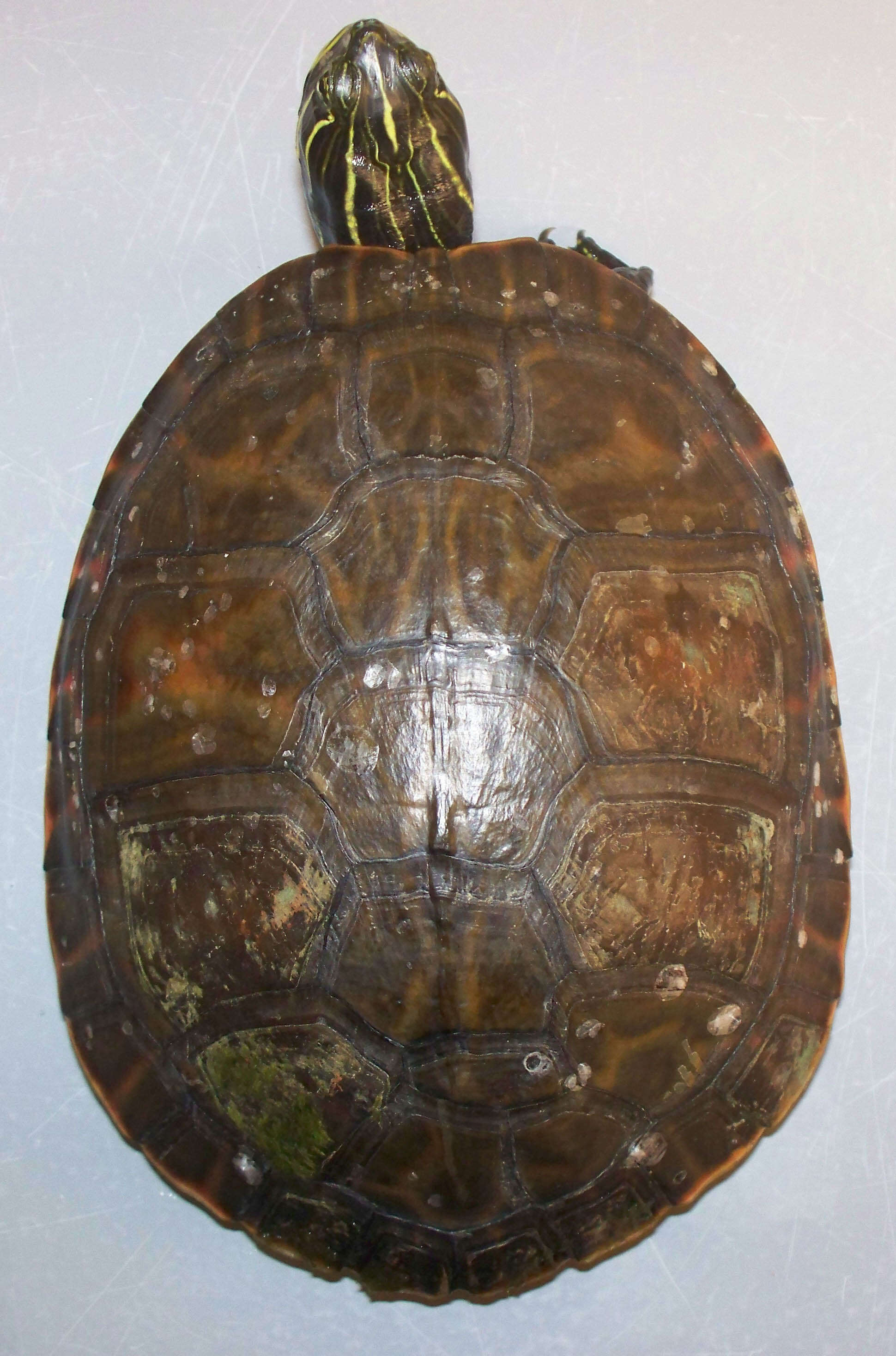 Image of American Red-bellied Turtle