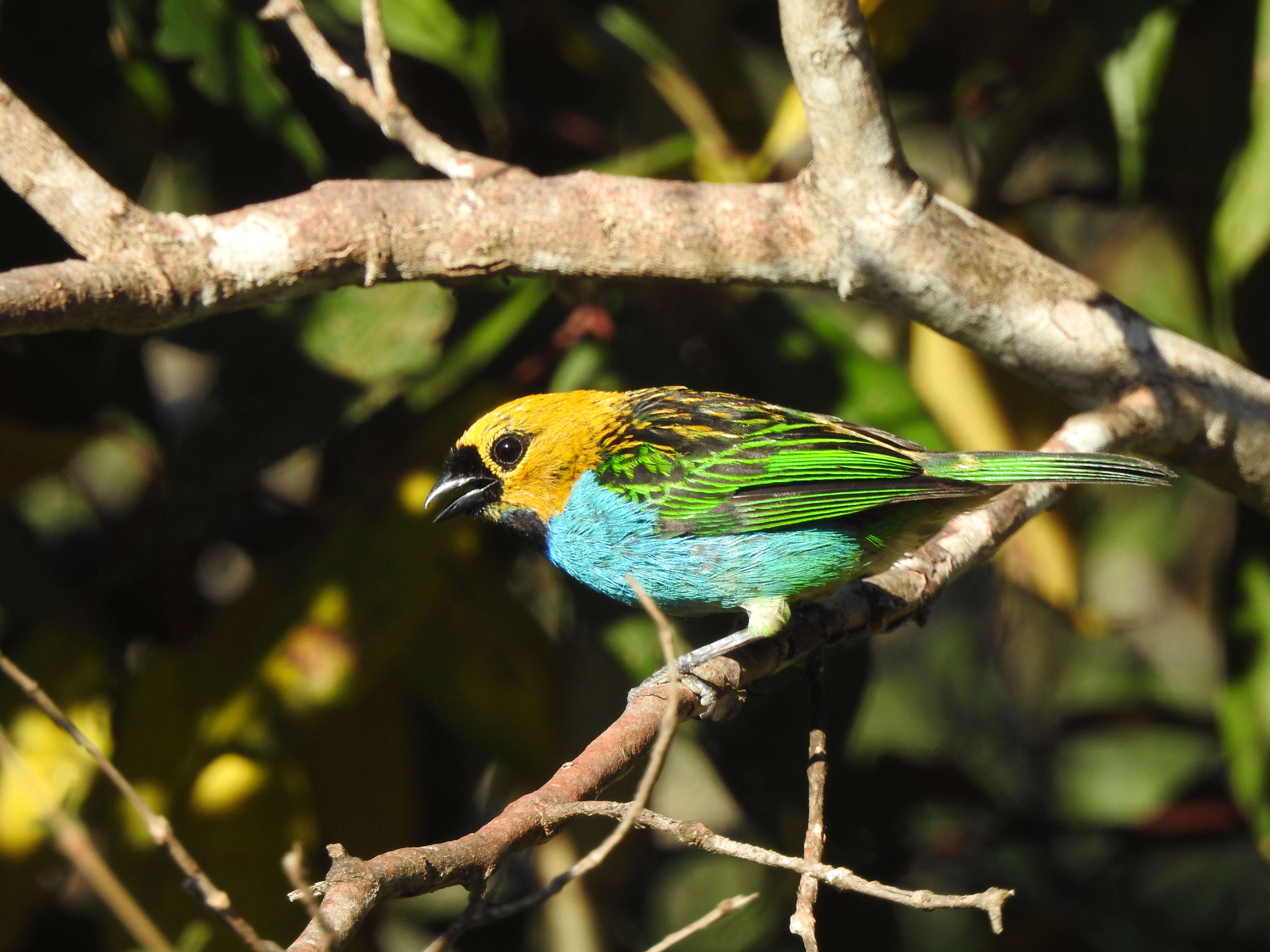 Image of Gilt-edged Tanager