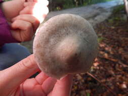 Image of Clitocybe odora (Bull.) P. Kumm. 1871