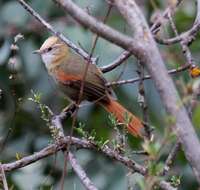 Image of Creamy-crested Spinetail