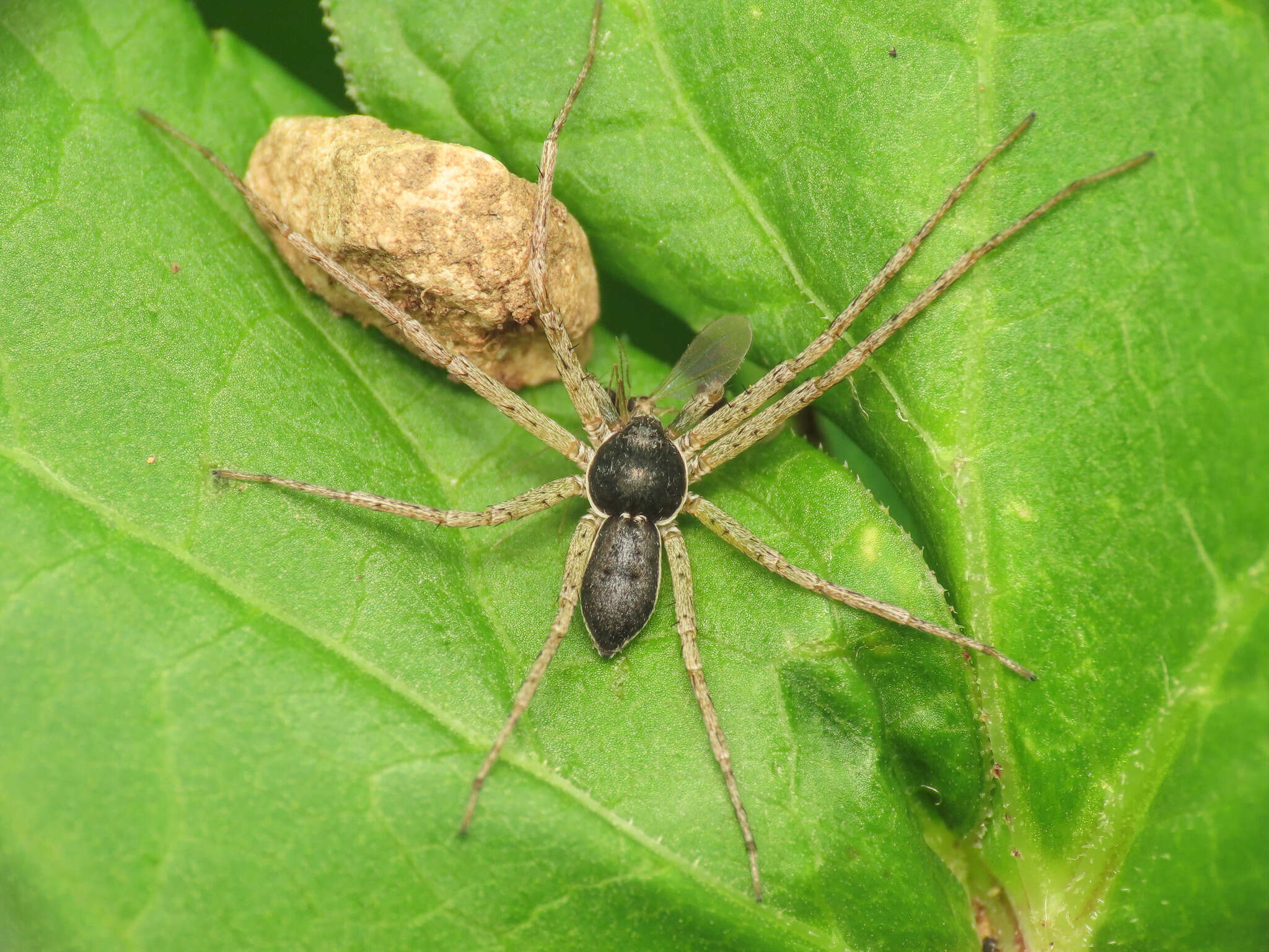 صورة Philodromus dispar Walckenaer 1826