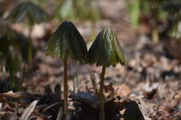 Image of mayapple