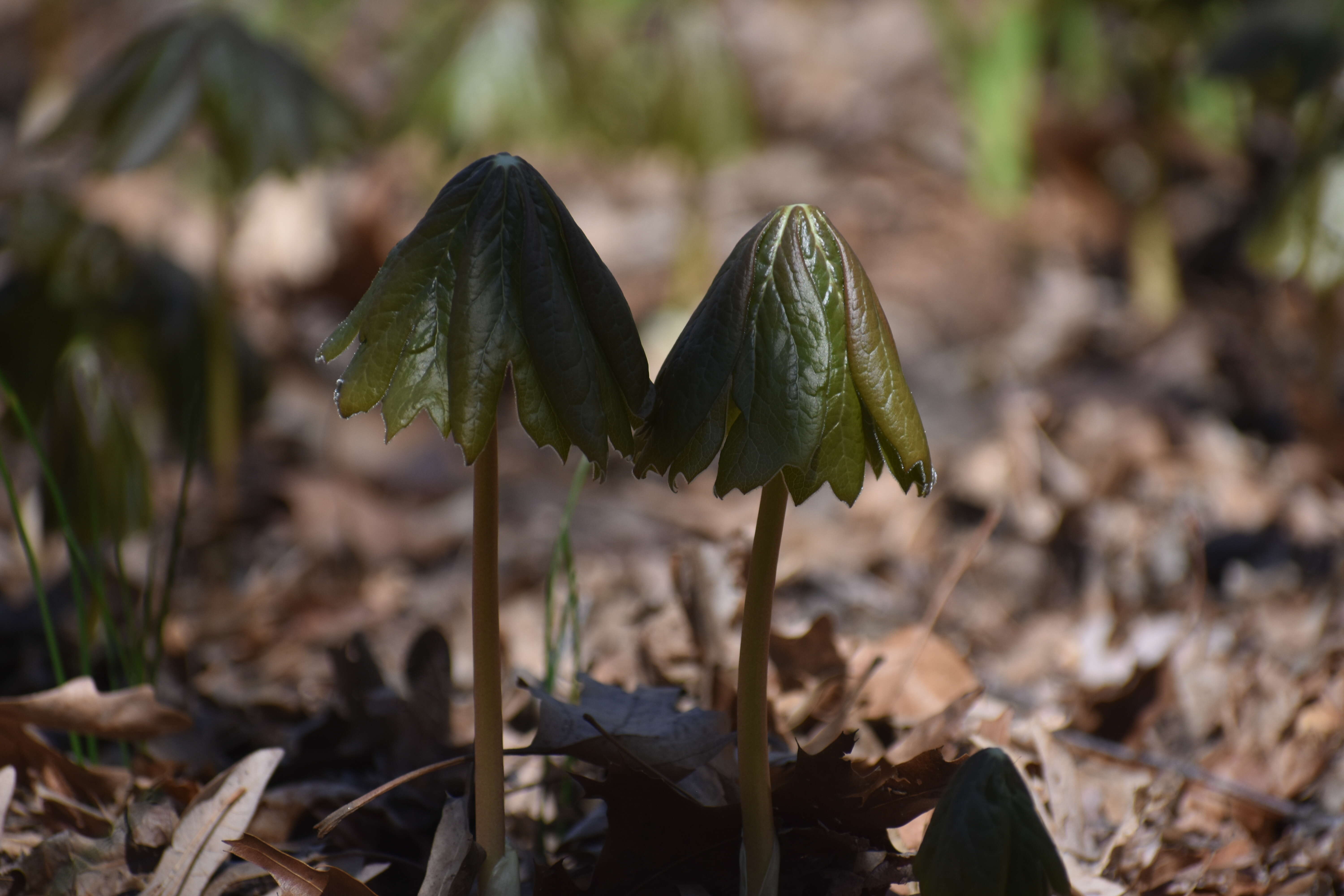 Image of mayapple