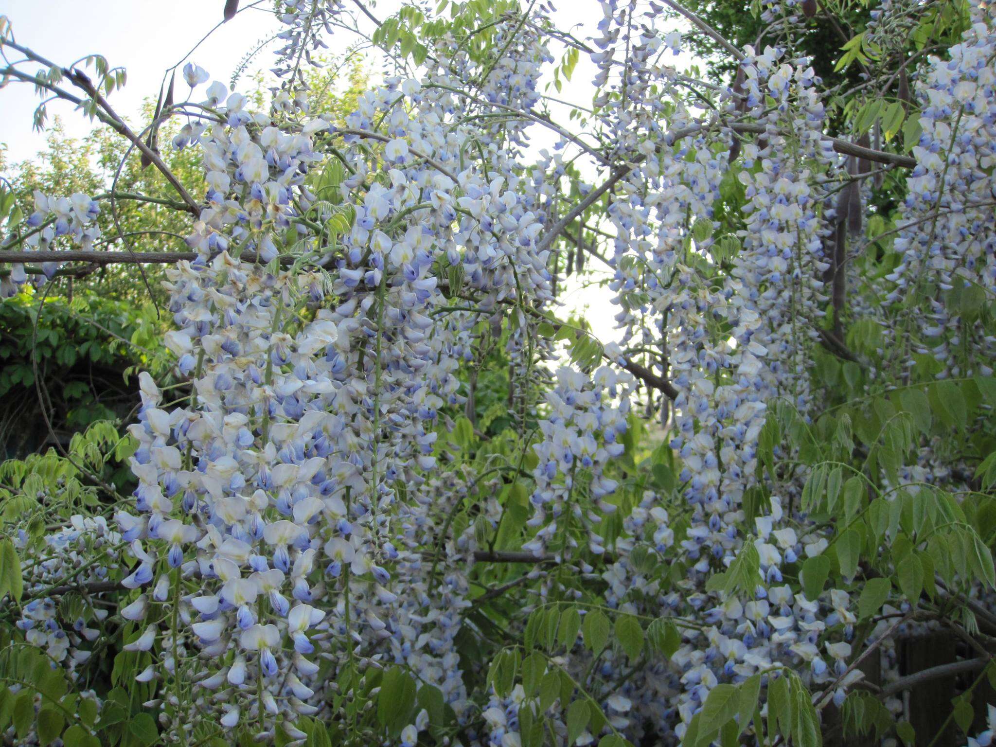 Image of Chinese wisteria