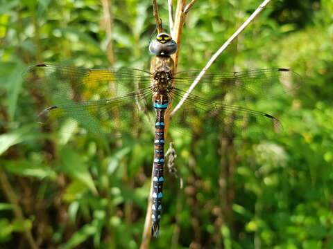 Image of Migrant Hawker