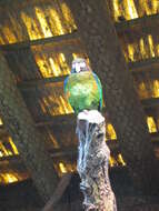 Image of Brown-hooded Parrot