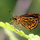 Image of Ampittia subvittatus