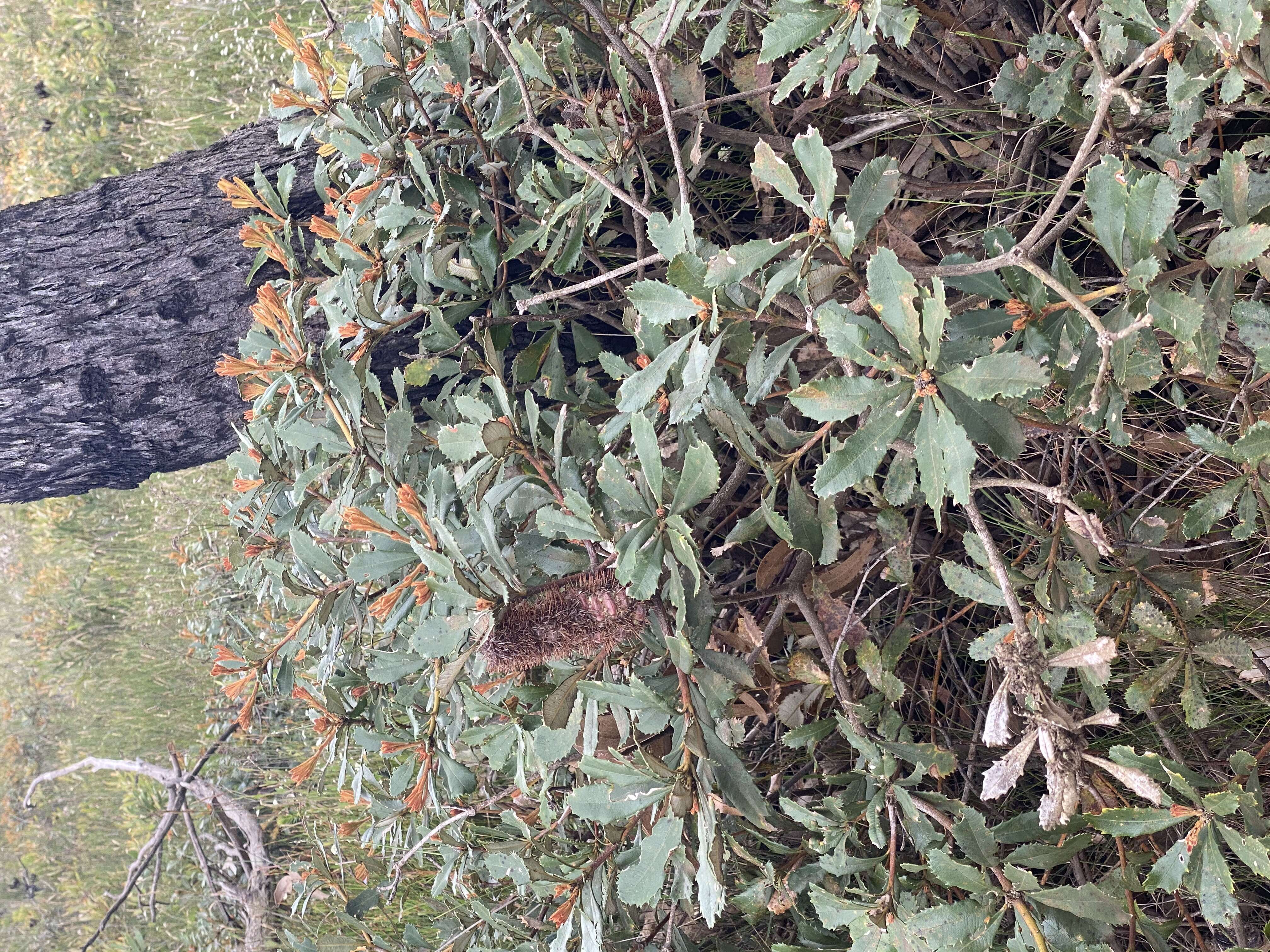 Image of Banksia paludosa R. Br.