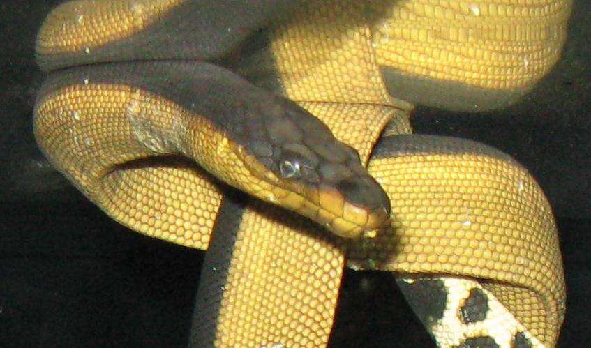 Image of Yellow-bellied sea snake