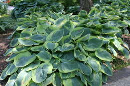 Image de Hosta sieboldiana var. sieboldiana