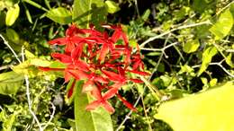 Image of ixora