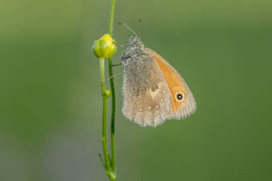 Image of small heath