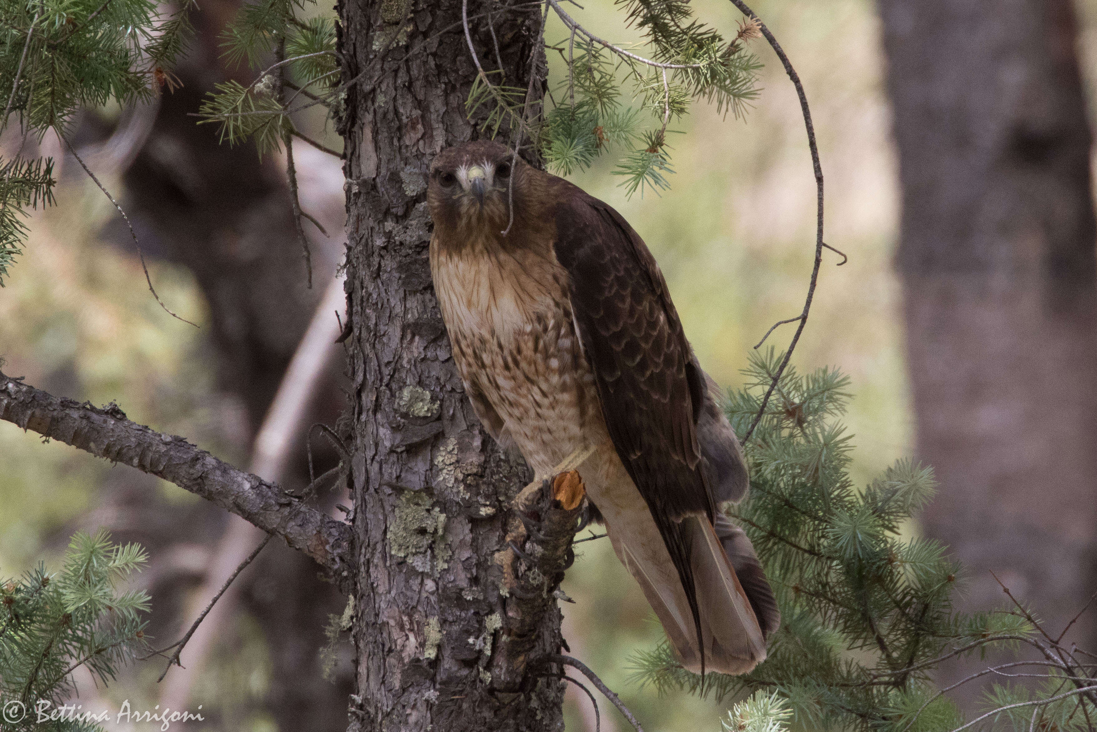 Image of Red-tailed Hawk