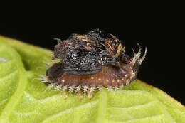 Image of thistle tortoise beetle