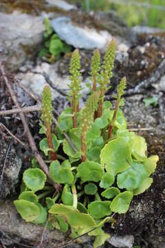 Image of Umbilicus rupestris (Salisb.) Dandy