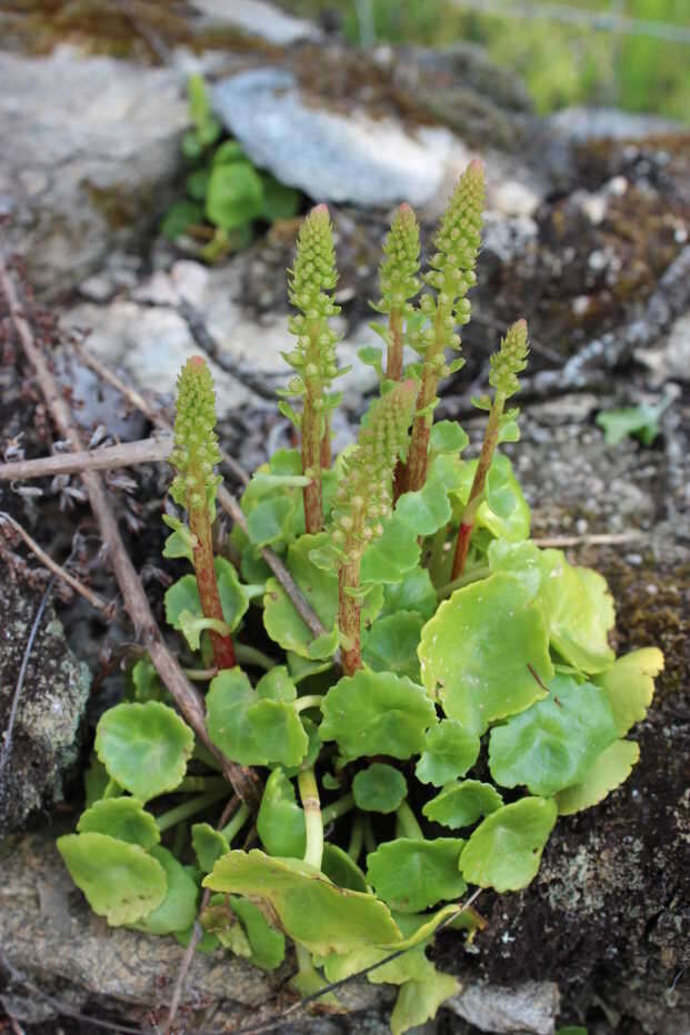 Image of Umbilicus rupestris (Salisb.) Dandy