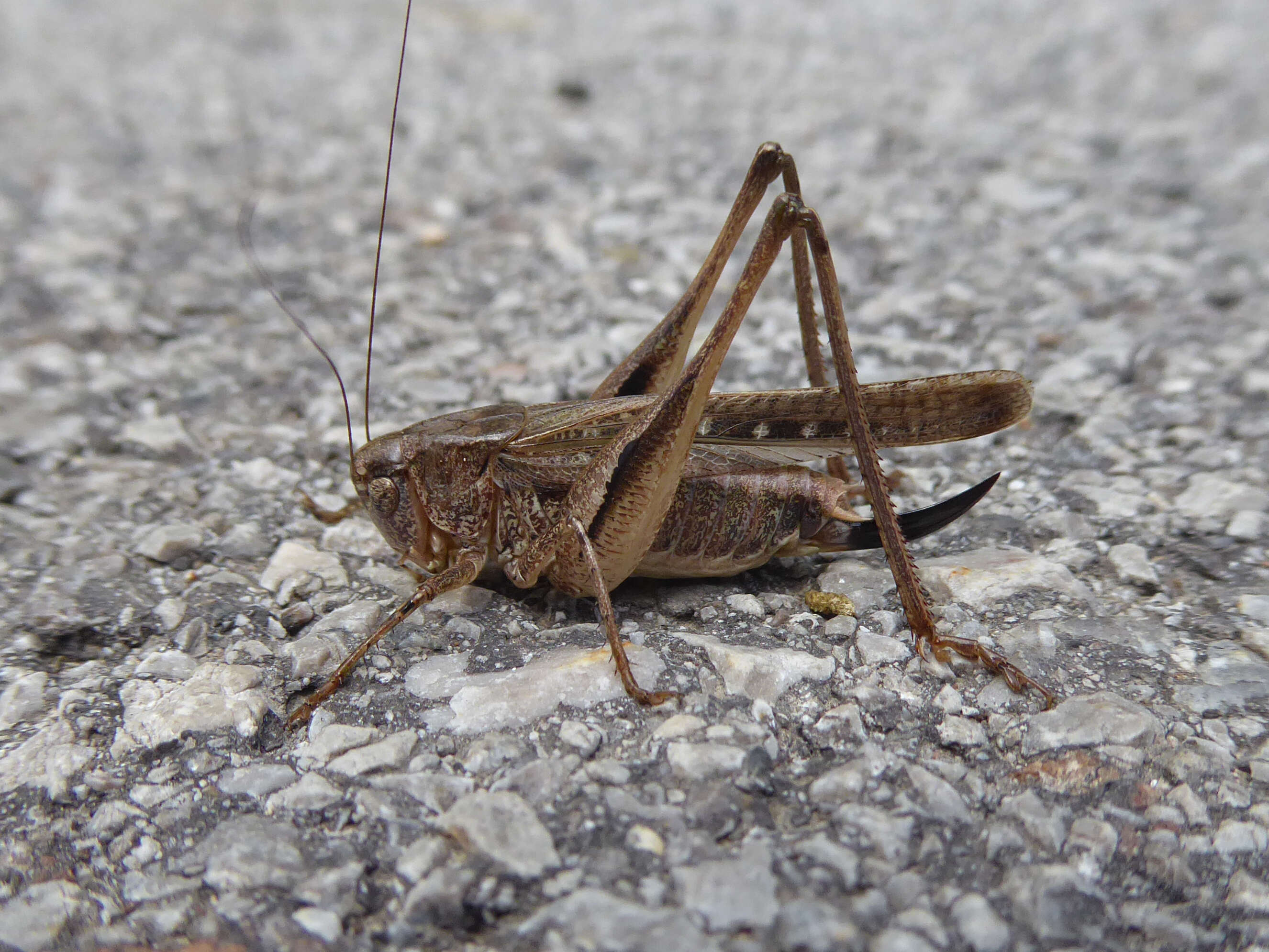 Image of Platycleis albopunctata grisea