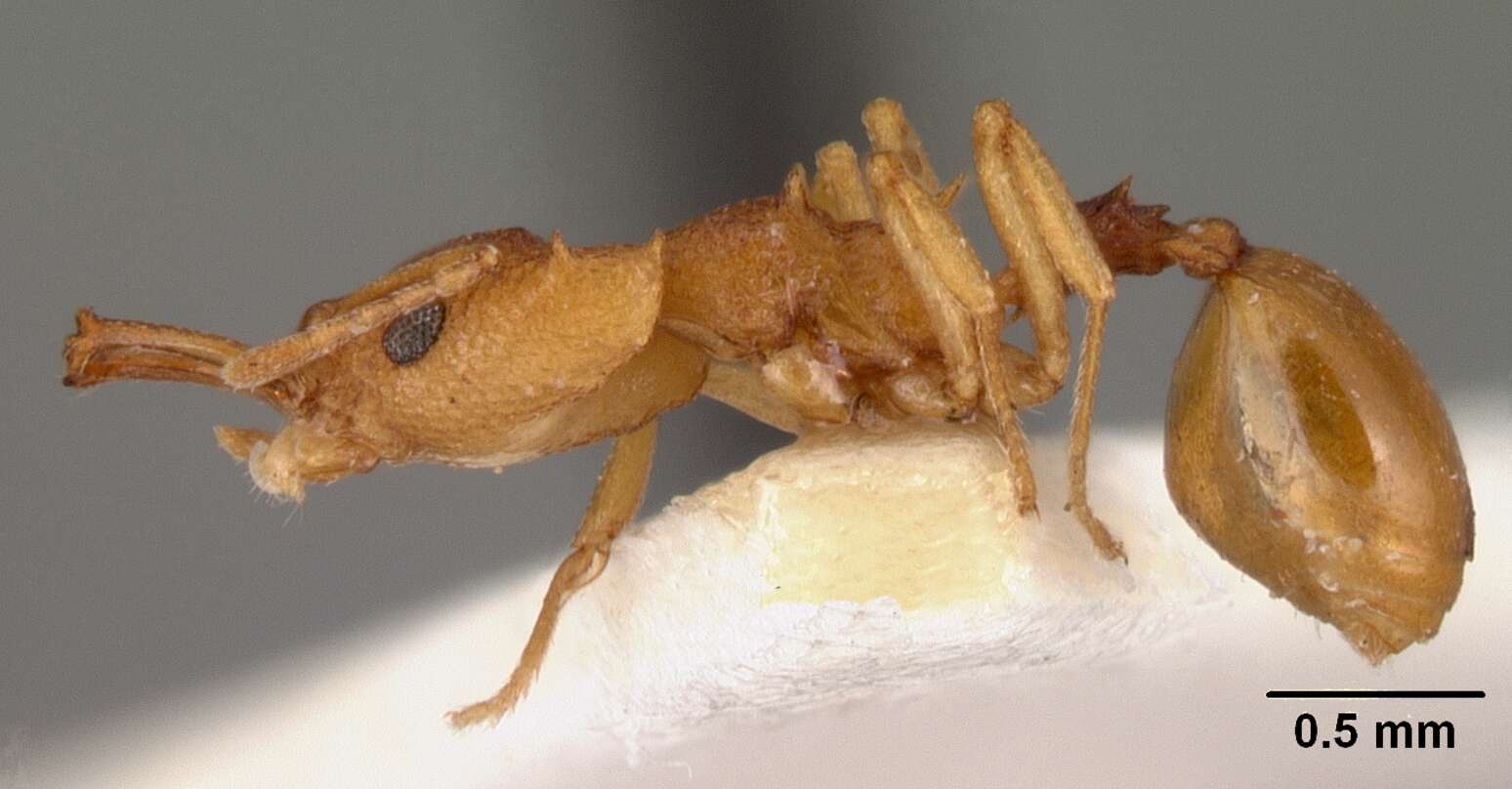 Image of Microdaceton