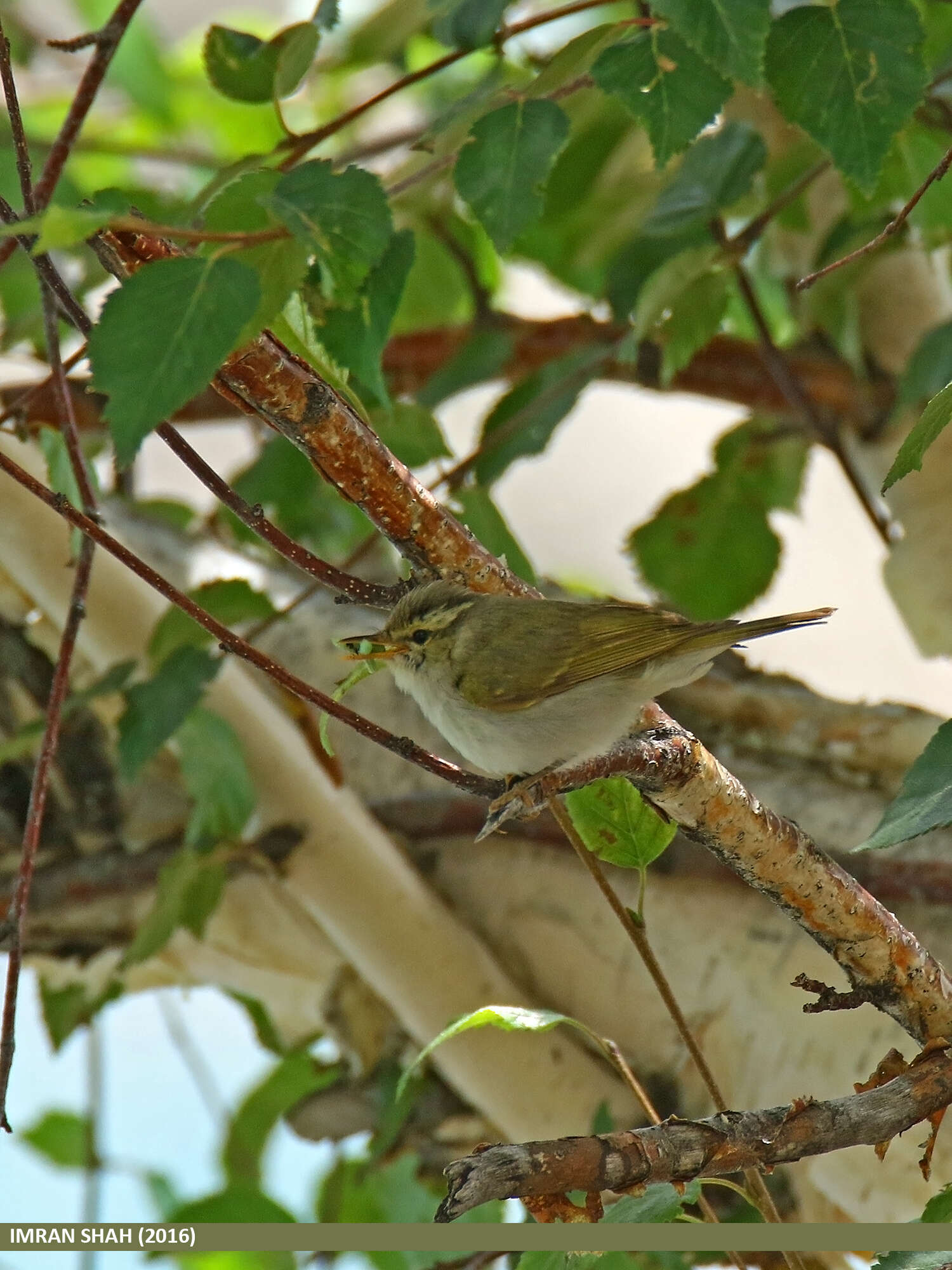 Plancia ëd Phylloscopus occipitalis (Blyth 1845)