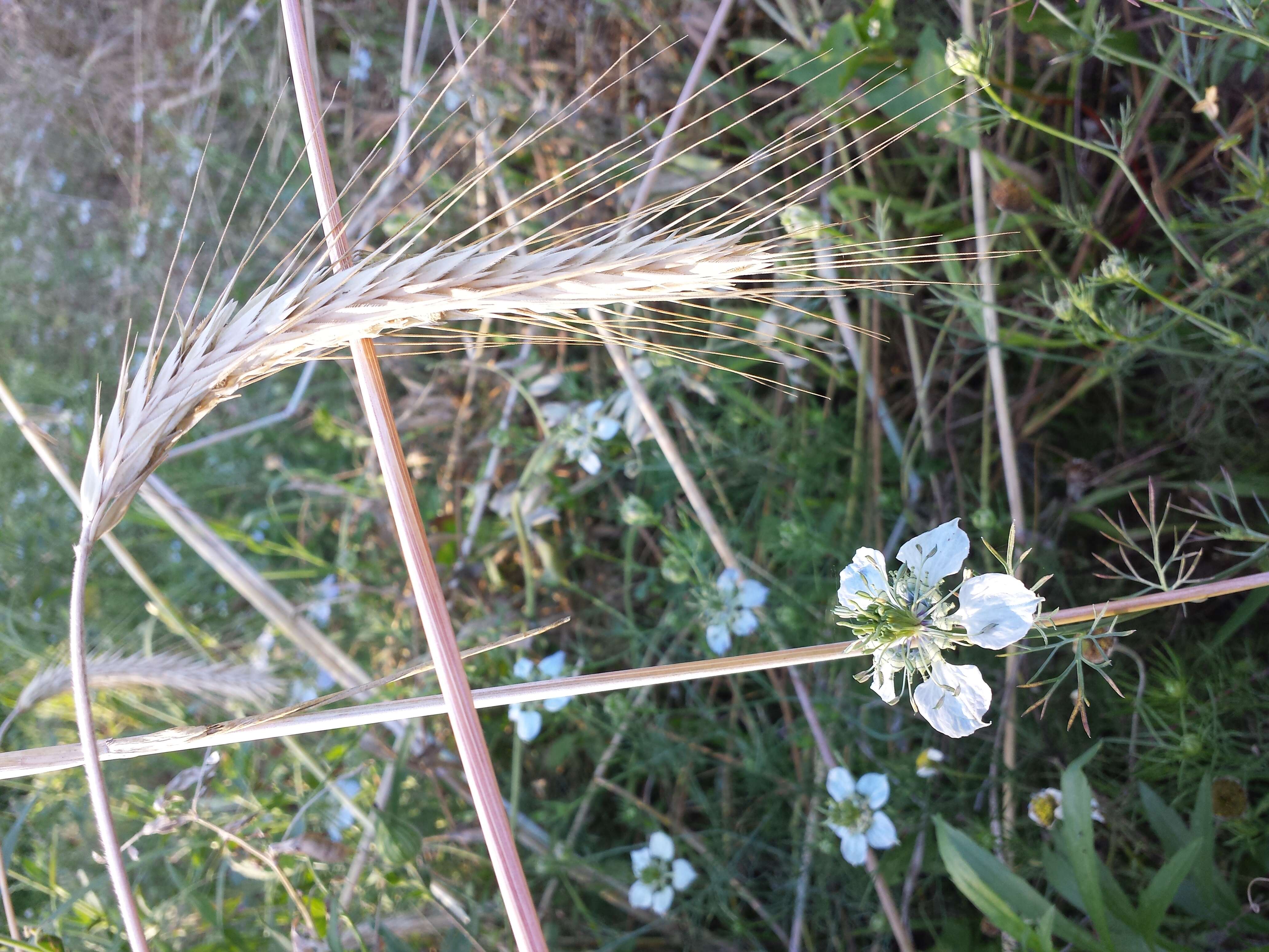 Nigella arvensis L. resmi