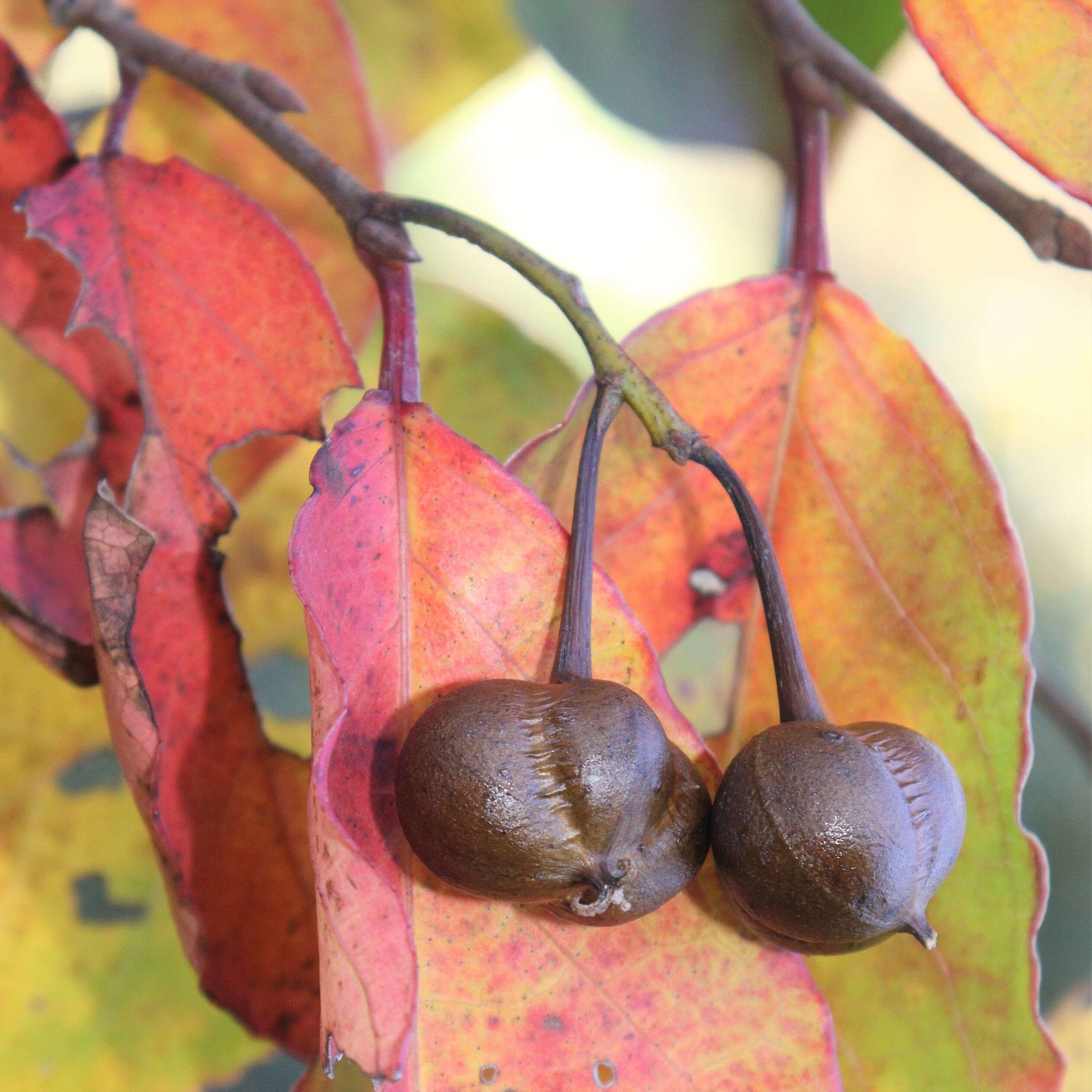 Image of Neoshirakia japonica (Siebold & Zucc.) Esser