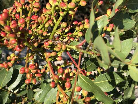 Image of Cyprus turpentine