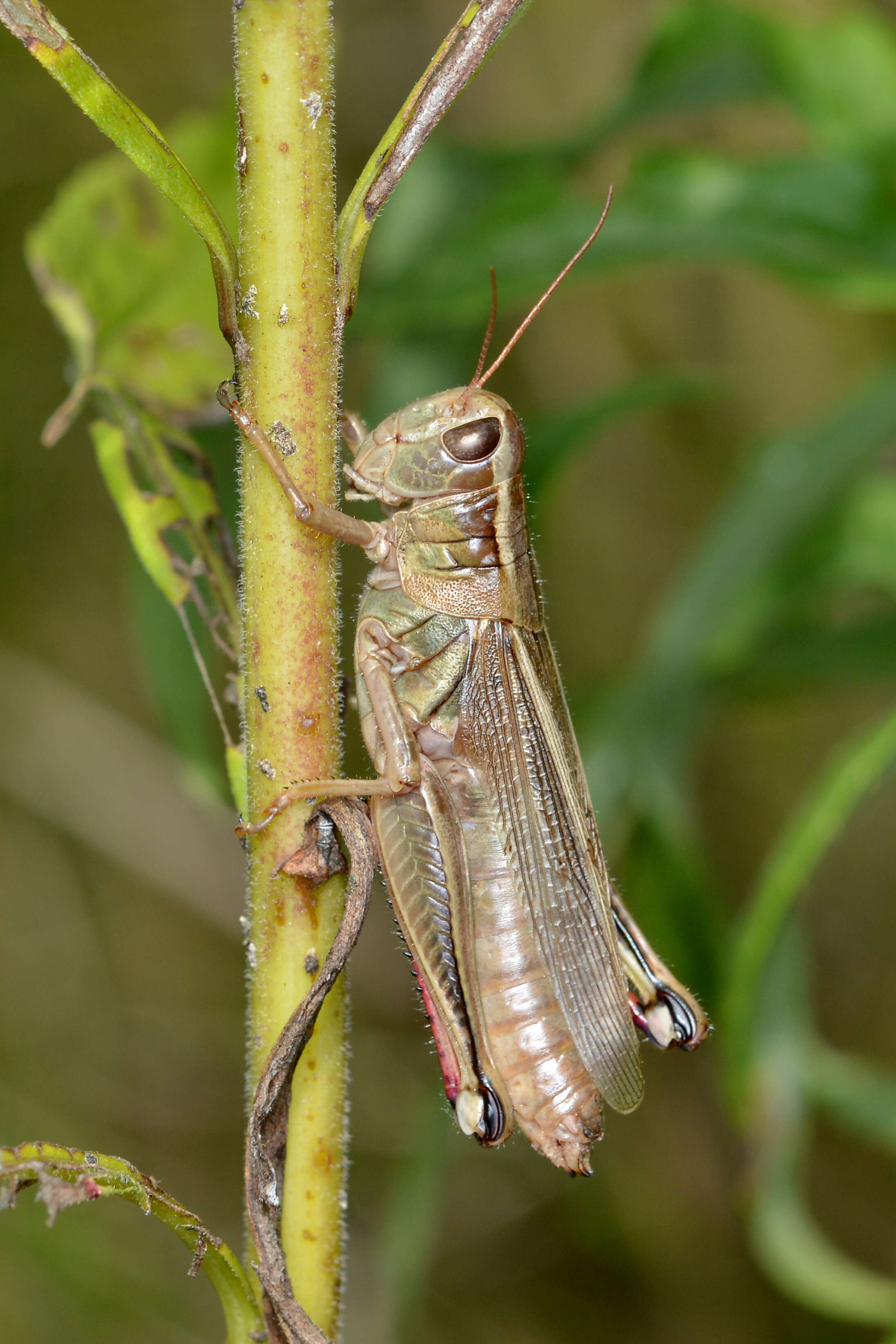 Melanoplus bivittatus (Say 1825)的圖片